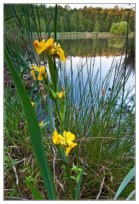 Sumpflilienblüte am Senkungssee