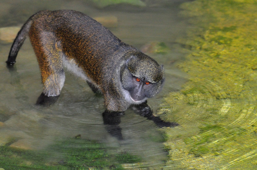 Sumpfmeerkatze im Wasser