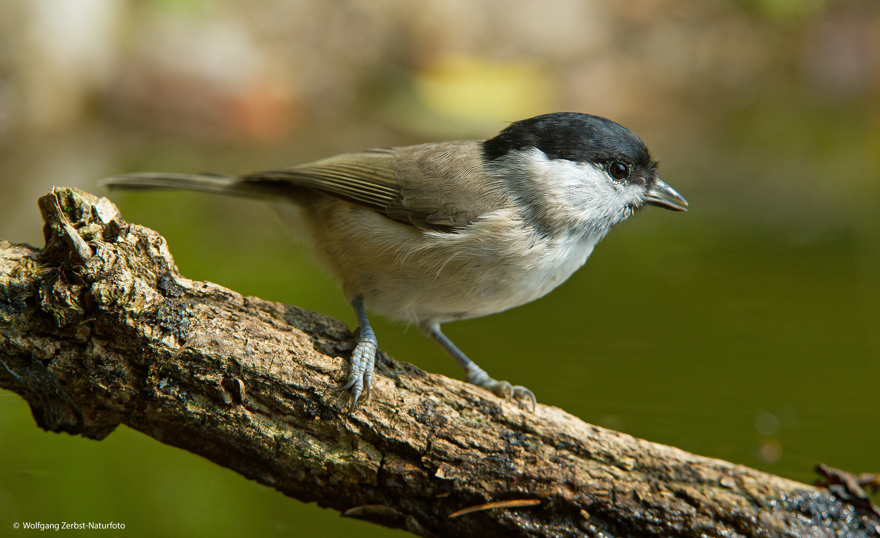 --- Sumpfmeise 1---   ( Parus palustris )