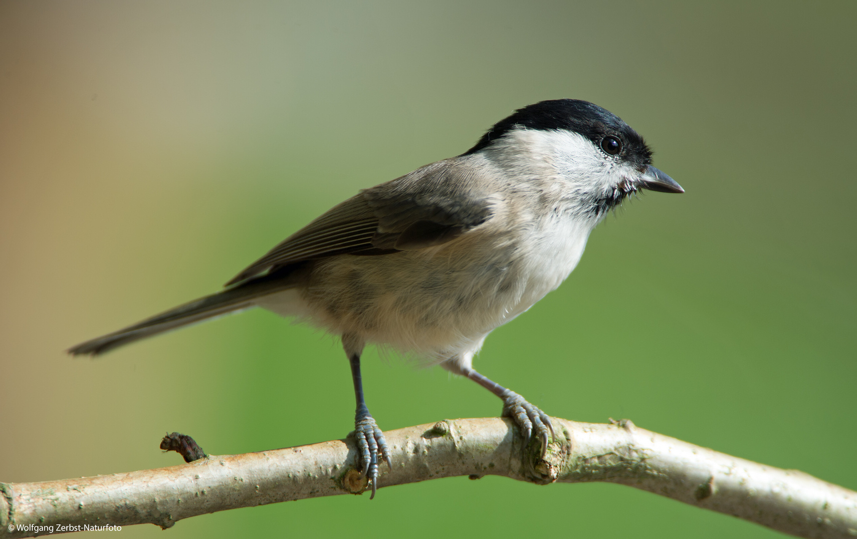 --- Sumpfmeise 1 ---     ( Parus palustris )