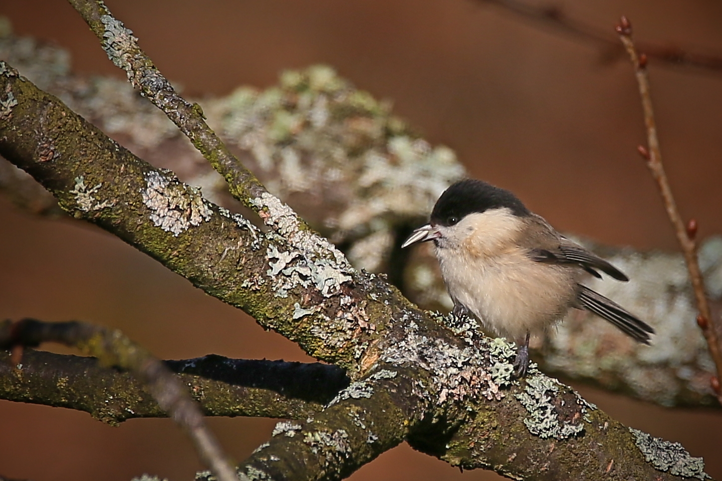 Sumpfmeise (2016_01_09_EOS 6D_1738_ji)