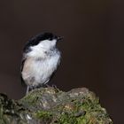 Sumpfmeise als Jahresanfangsvogel