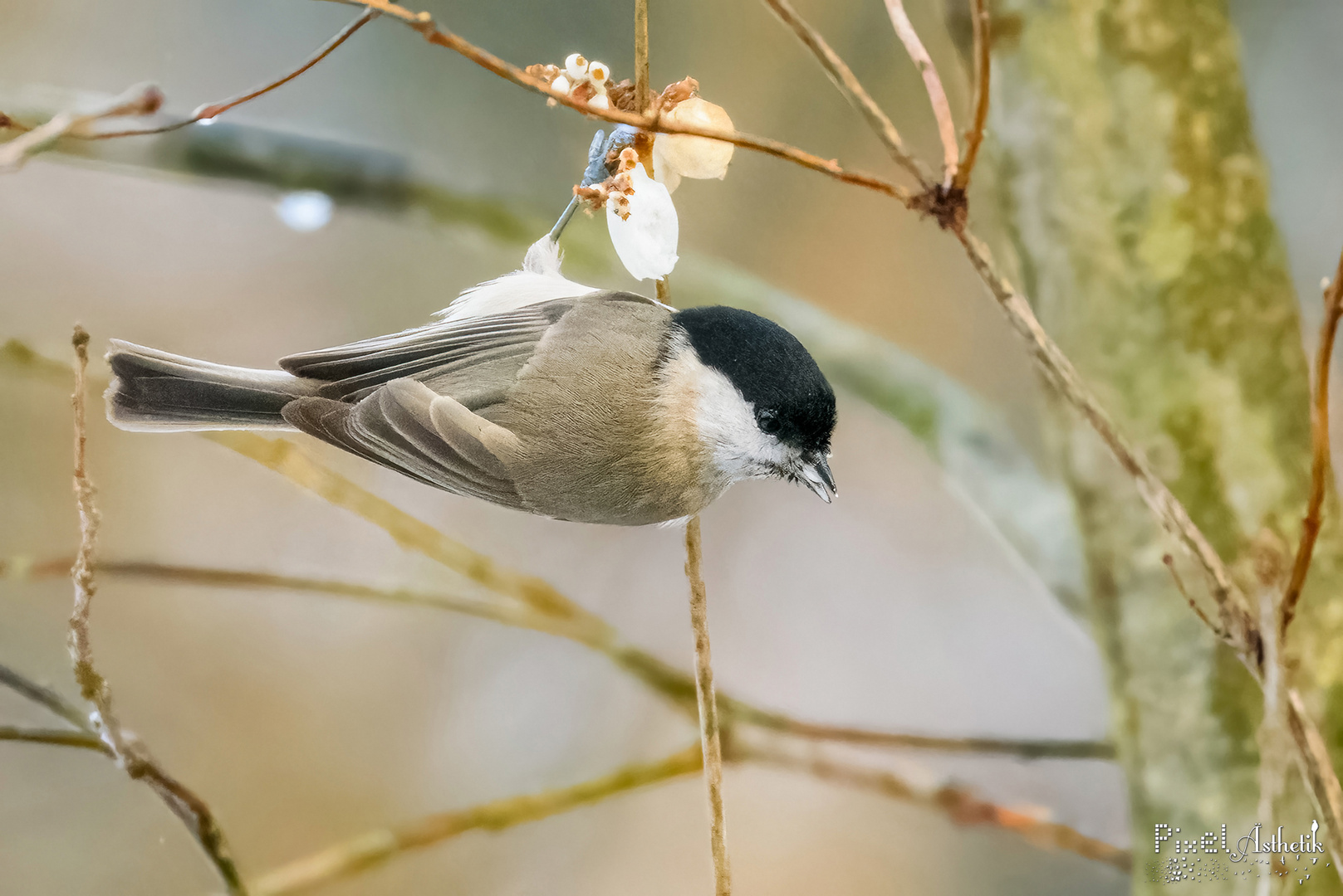 Sumpfmeise an Schneebeere