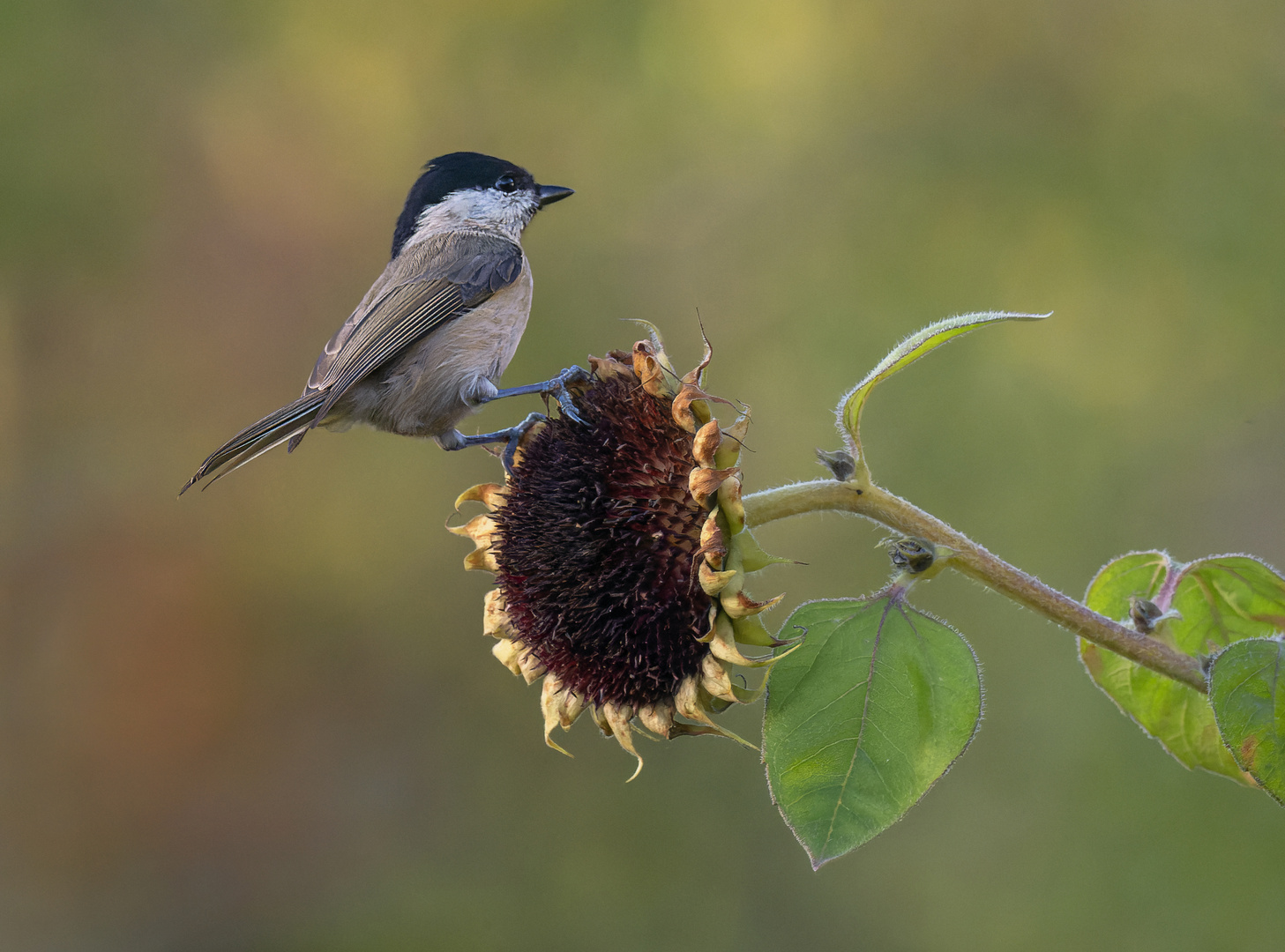 Sumpfmeise auf Sonnenblume