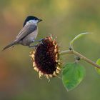 Sumpfmeise auf Sonnenblume