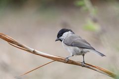 Sumpfmeise bei der Insektensuche