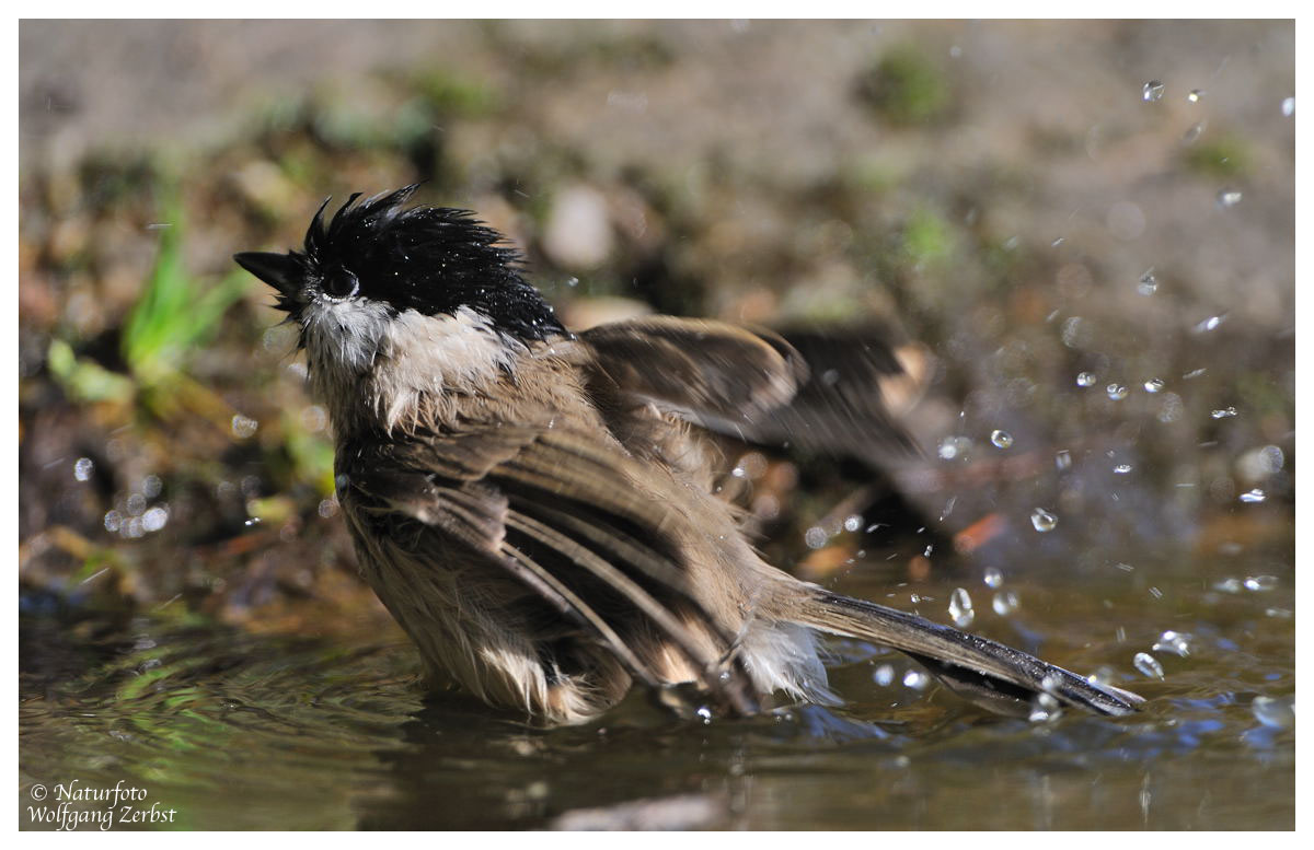 --- Sumpfmeise beim der Morgentoilette --- ( Parus patustris )