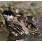 --- Sumpfmeise beim der Morgentoilette --- ( Parus patustris )