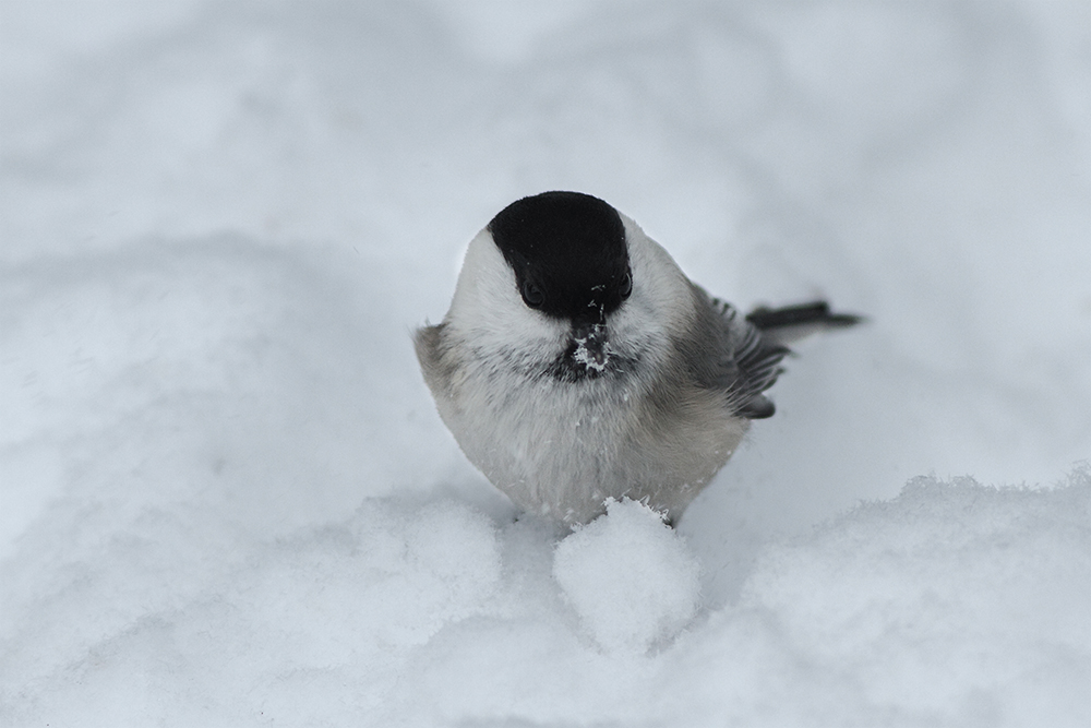 sumpfmeise beim schneeball rollen.