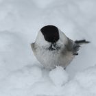 sumpfmeise beim schneeball rollen.