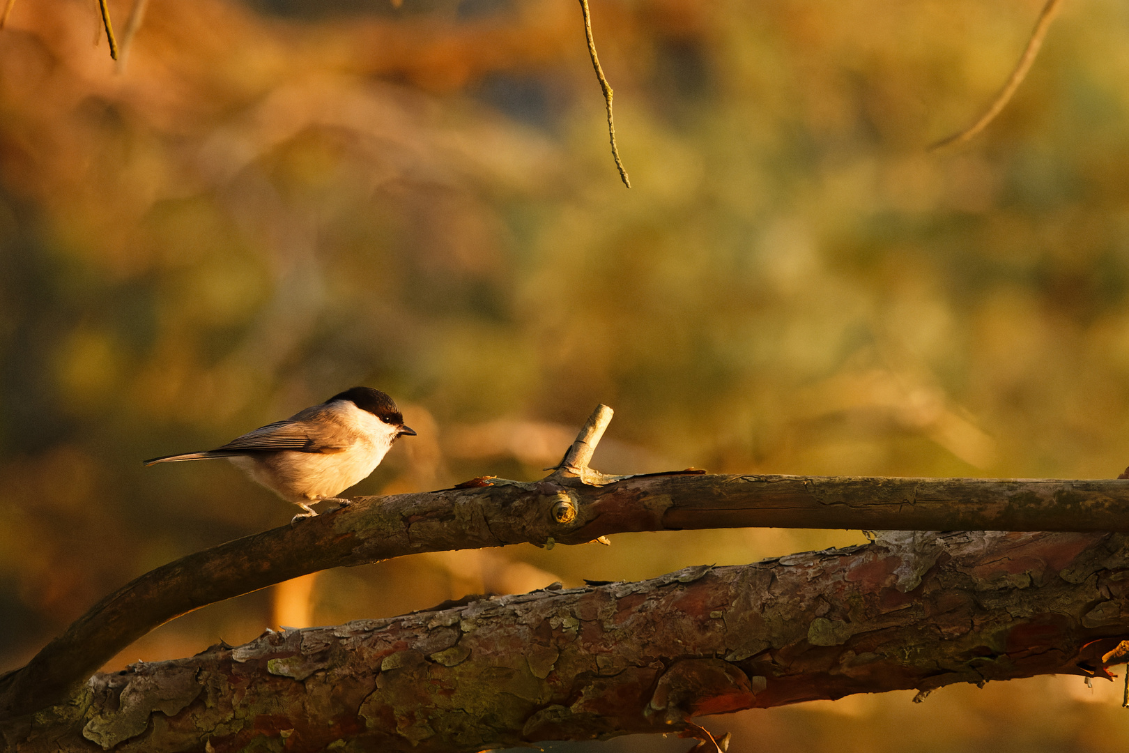 Sumpfmeise im Abendlicht