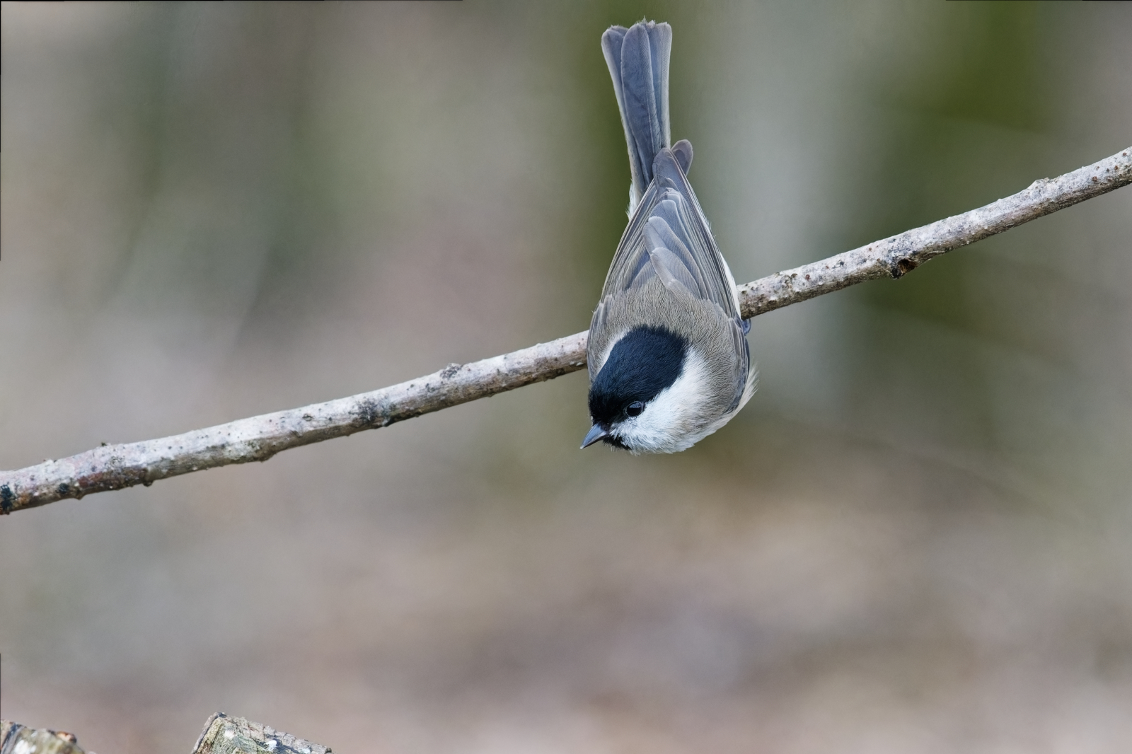 Sumpfmeise im Anflug auf die Futterstelle.