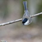 Sumpfmeise im Anflug auf die Futterstelle.