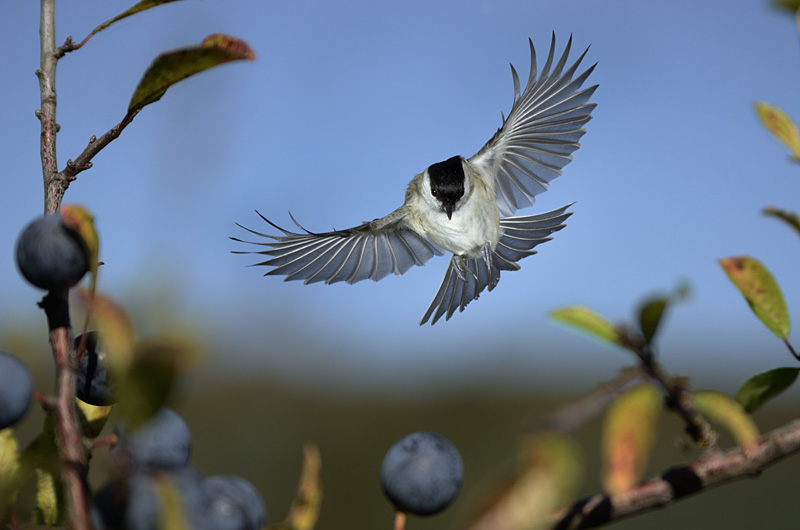 Sumpfmeise im Flug 1