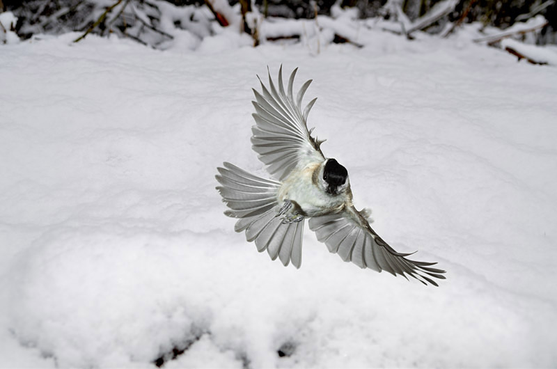 Sumpfmeise im Flug 5