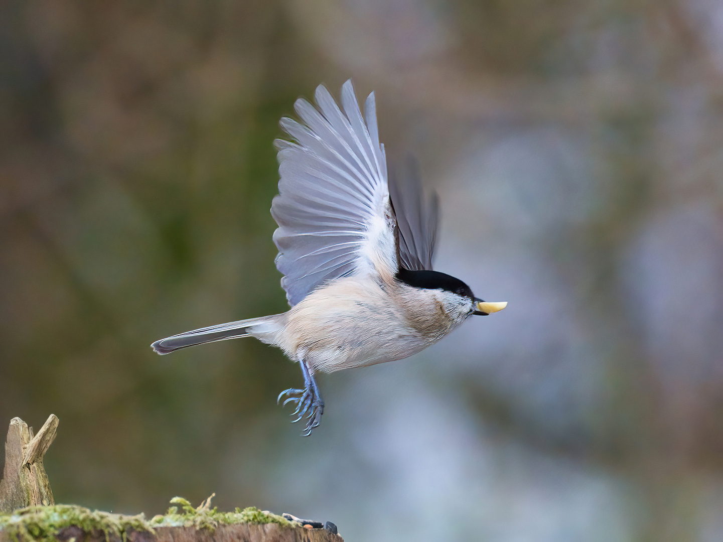 Sumpfmeise im Flug