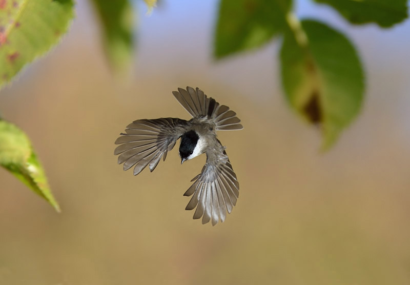 Sumpfmeise im Flug 7