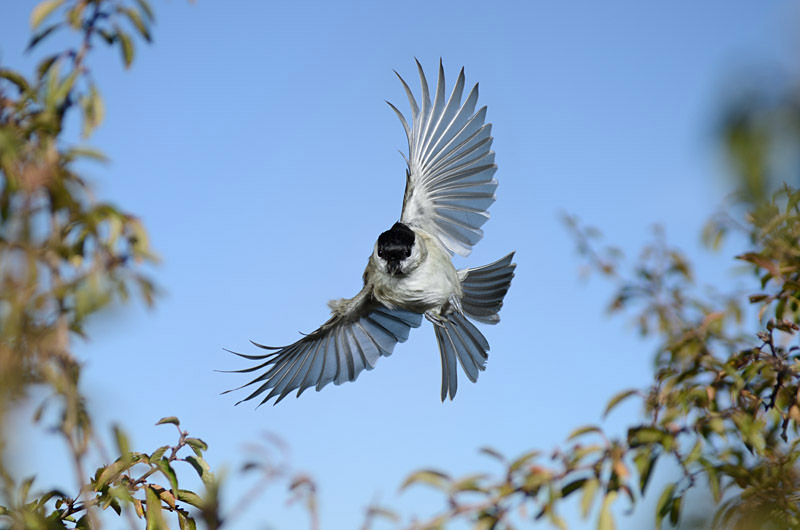 Sumpfmeise im Flug 8