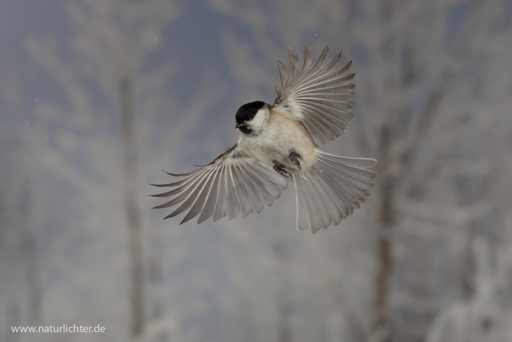 Sumpfmeise im Flug