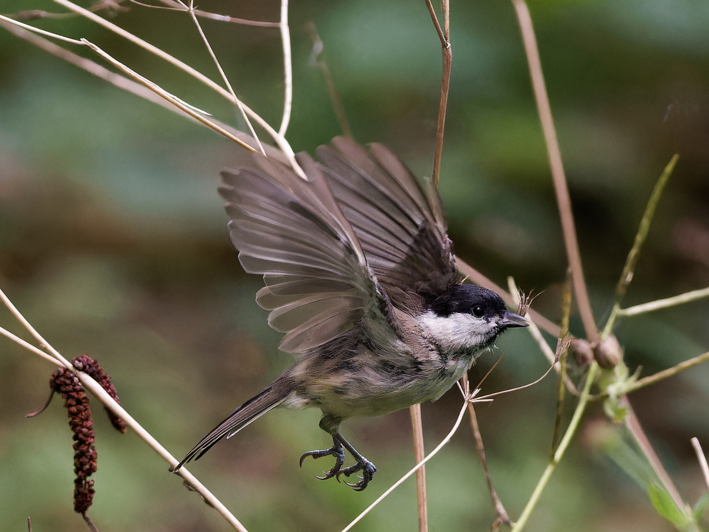 Sumpfmeise im Nationalpark Mols Bjerge