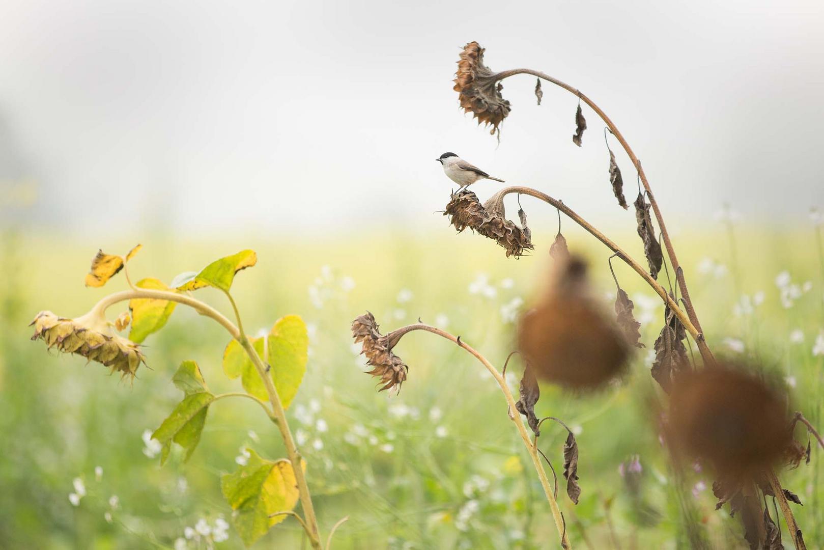 Sumpfmeise im Nebel