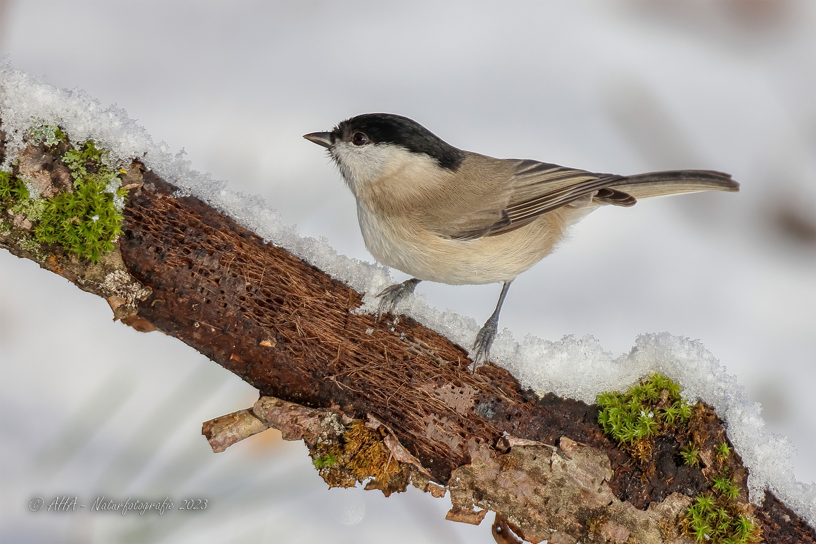 Sumpfmeise im Schnee