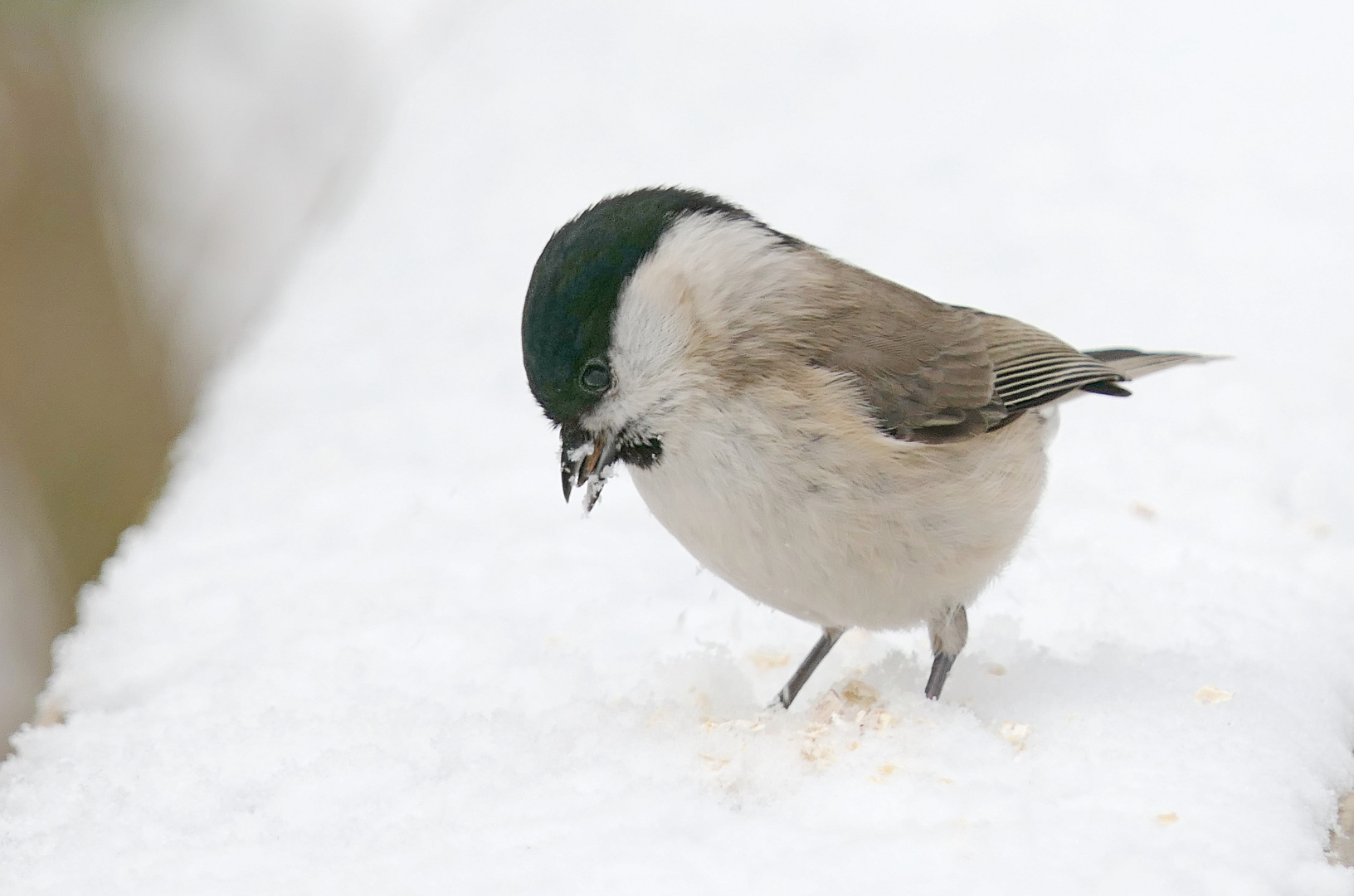 Sumpfmeise im Schnee