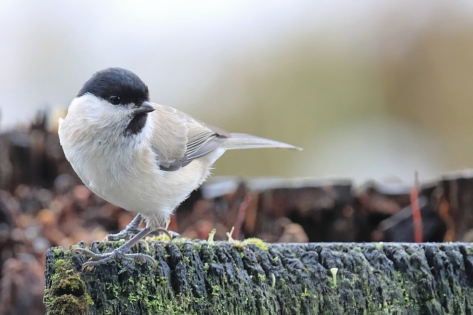 Sumpfmeise im Winter