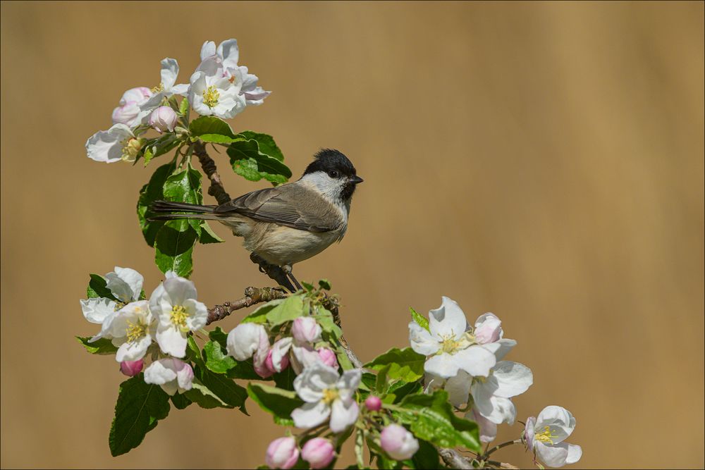 Sumpfmeise in den Apfelblüten...