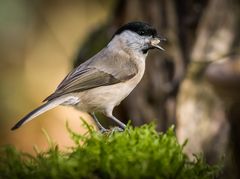 Sumpfmeise mit Beute