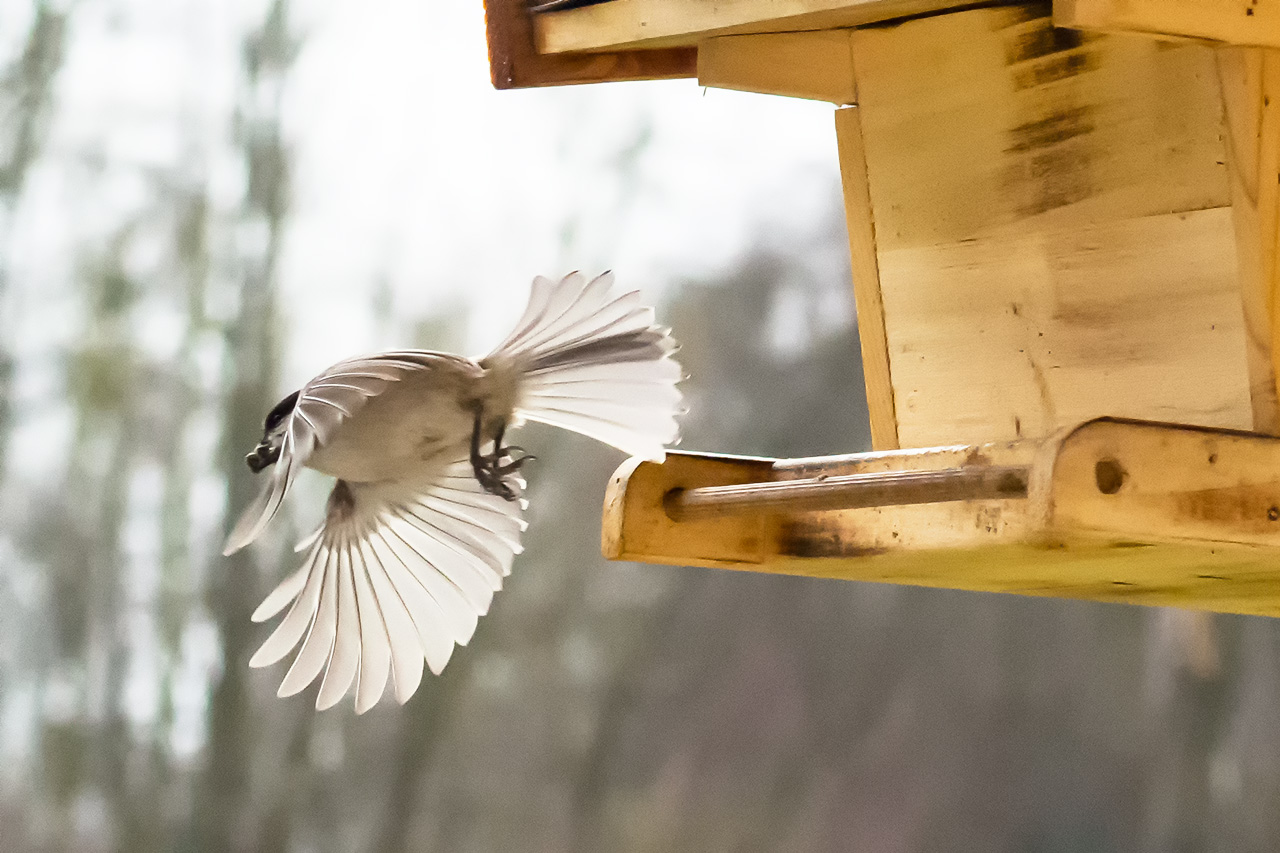 Sumpfmeise mit der Beute beim Abflug