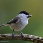 --- Sumpfmeise Nr.1 --- ( Parus pallustris )