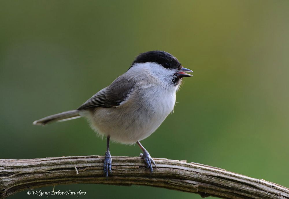 --- Sumpfmeise Nr.1 --- ( Parus pallustris )