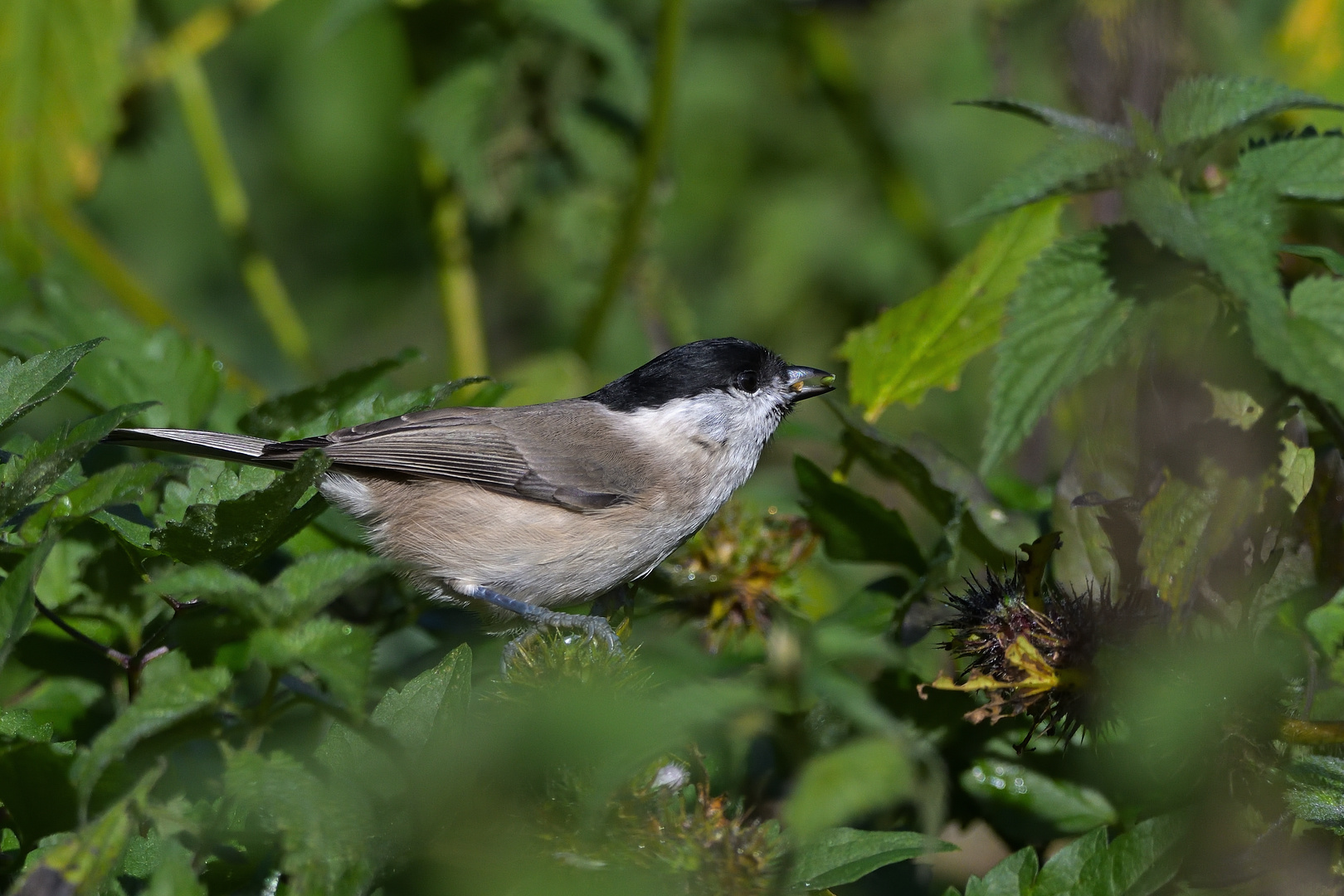 Sumpfmeise oder auch Nonnenmeise (Poecile palustris)