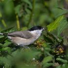 Sumpfmeise oder auch Nonnenmeise (Poecile palustris)