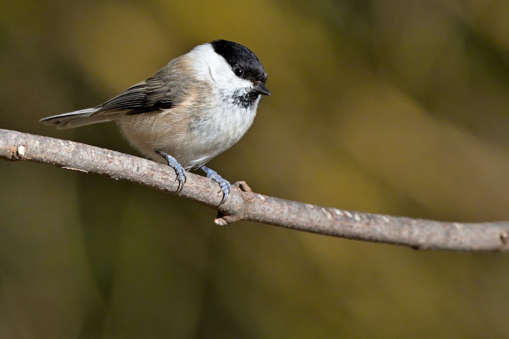 Sumpfmeise oder auch Nonnenmeise - Poecile palustris