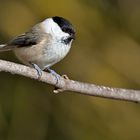 Sumpfmeise oder auch Nonnenmeise - Poecile palustris