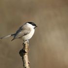 Sumpfmeise oder Nonnenmeise (Poecile palustris)