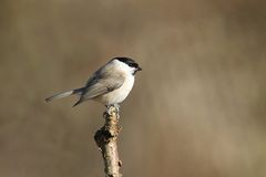 Sumpfmeise oder Nonnenmeise (Poecile palustris)