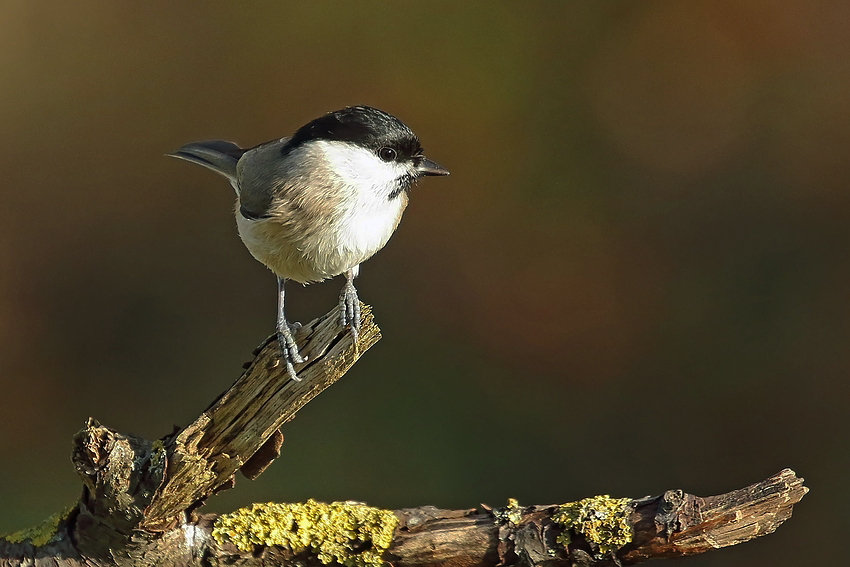 Sumpfmeise oder Nonnenmeise (Poecile palustris)