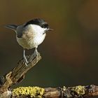 Sumpfmeise oder Nonnenmeise (Poecile palustris)