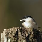 Sumpfmeise oder Nonnenmeise (Poecile palustris)