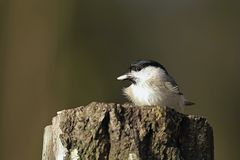 Sumpfmeise oder Nonnenmeise (Poecile palustris)