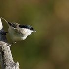 Sumpfmeise oder Nonnenmeise (Poecile palustris)