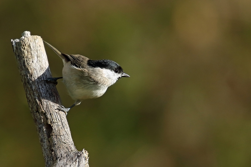 Sumpfmeise oder Nonnenmeise (Poecile palustris)