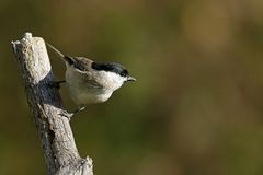 Sumpfmeise oder Nonnenmeise (Poecile palustris)