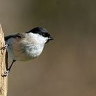 Sumpfmeise oder Nonnenmeise (Poecile palustris)