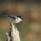 Sumpfmeise oder Nonnenmeise (Poecile palustris)