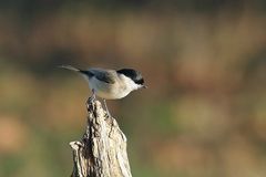 Sumpfmeise oder Nonnenmeise (Poecile palustris)