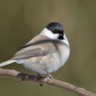 Sumpfmeise oder Nonnenmeise (Poecile palustris)